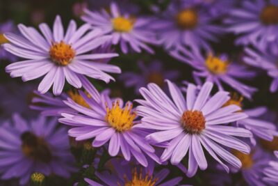 お花に癒され、お花を癒せる繊細さん